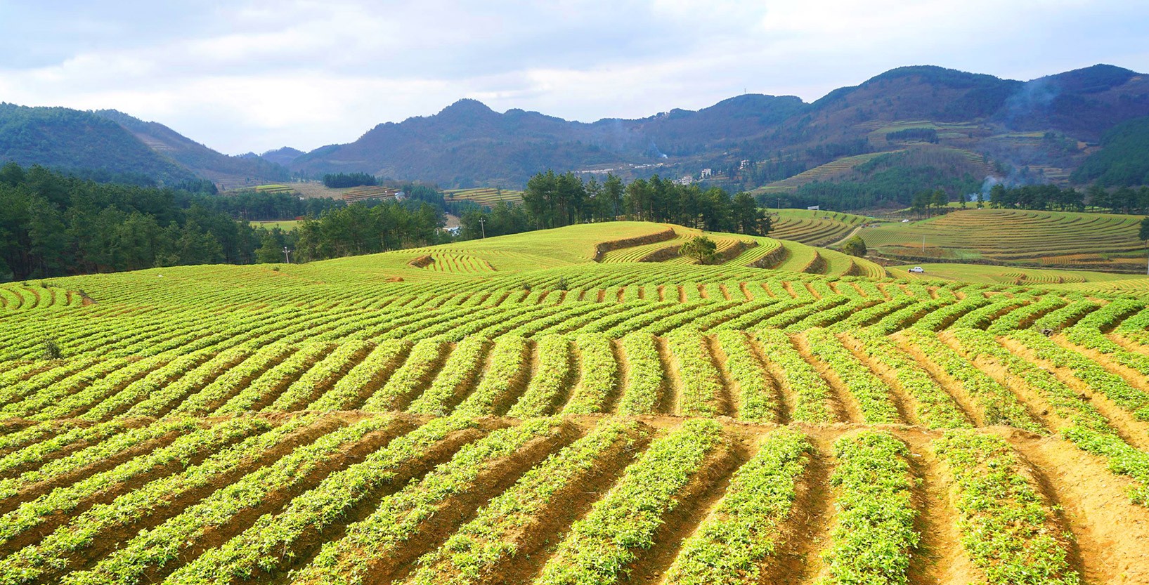 中药材标准化种植基地（四梁）