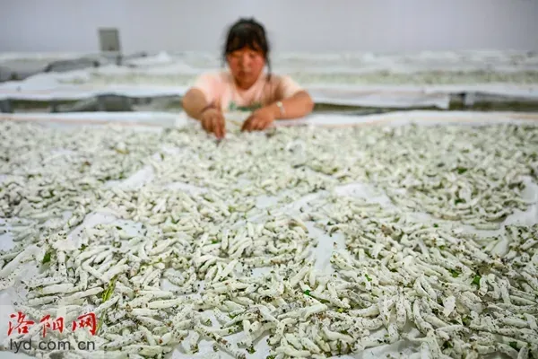 “中原药谷”药味十足 “桑蚕小镇”药香渐浓 “中原药谷”药味十足 “桑蚕小镇”药香渐浓