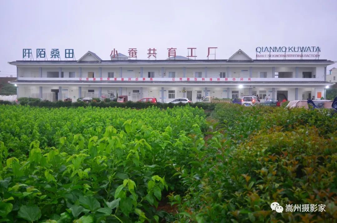 “中原药谷”药味十足 “桑蚕小镇”药香渐浓 “中原药谷”药味十足 “桑蚕小镇”药香渐浓