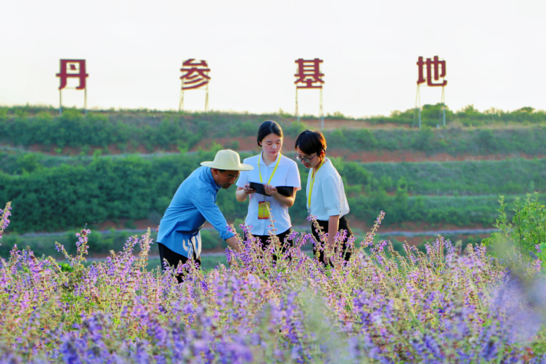 嵩县：护航“中原药谷”建设 发展强县富民产业